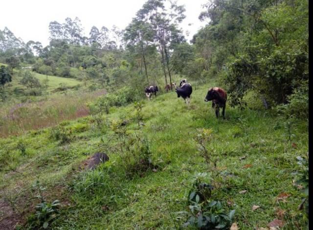 Vendo terreno de 4 alqueires em Ribeirão, Vargem Alta - Foto 9