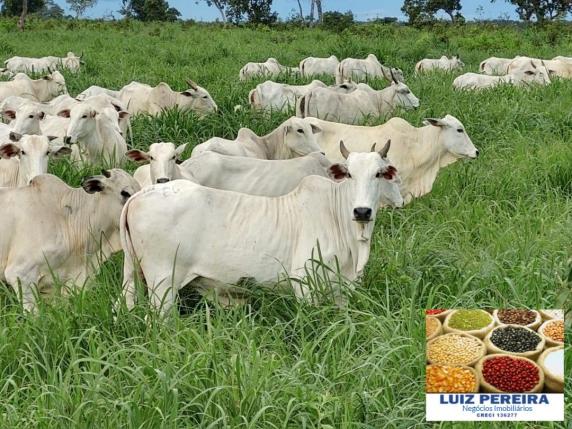 FAZENDA A VENDA DE 906 ALQUEIRÕES EM ARAGUAÇU - TO (Dupla Aptidão) - Foto 13