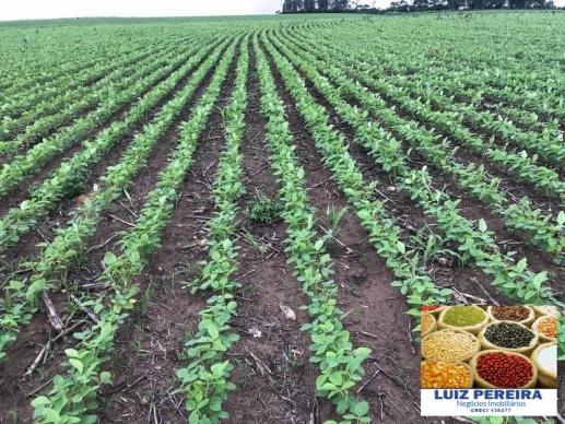 FAZENDA A VENDA P/ AGRICULTURA, PROJETO IRRIGAÇÃO EM LAGOA DA CONFUSÃO -TO - Foto 5
