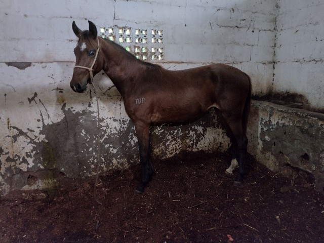 Potro cavalo mangalarga marchador castanho genuíno de picado