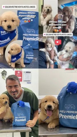 Golden Retriver Filhotes  - Foto 3