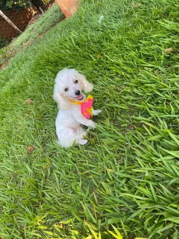Poodlle menina 