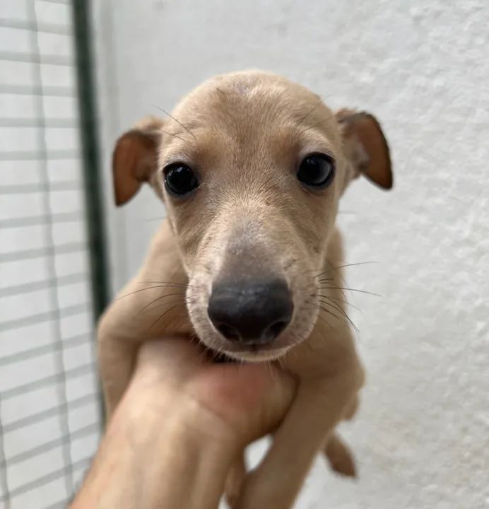 Galgos Italianos - Lindos Filhotes - Foto 2