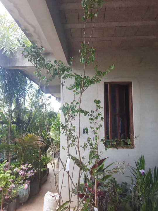 RESEDÁ FLORIDO - Foto 5