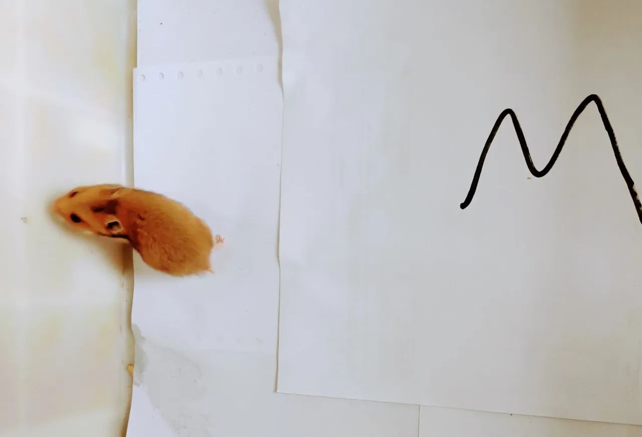 Hamster Sírio Entrega Grátis  - Foto 2