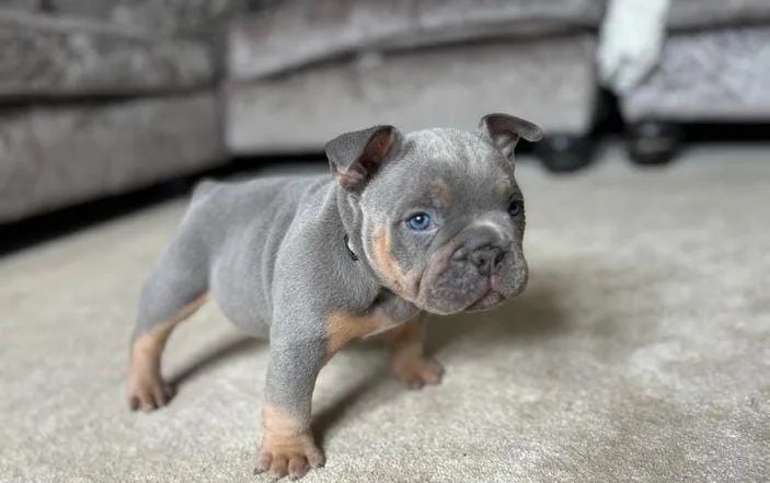 American Bully disponiveis lindos filhotes