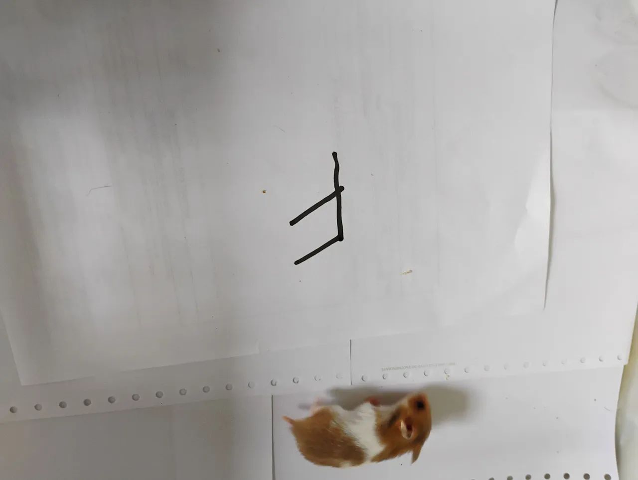 Hamster Sírio Entrega Grátis  - Foto 4