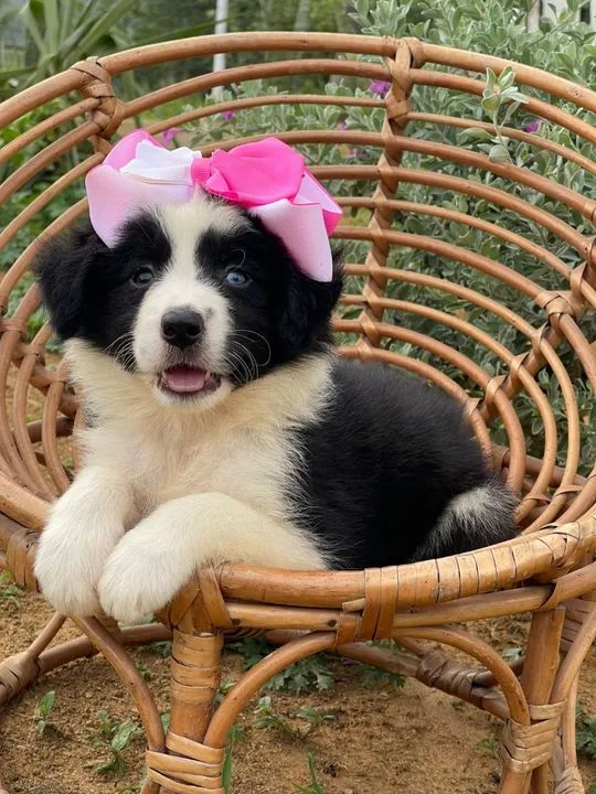 Carioca de olhos azuis  - Foto 2