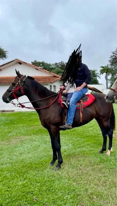 Égua Mangalarga Paulista Registrada ! Manda - Foto 4