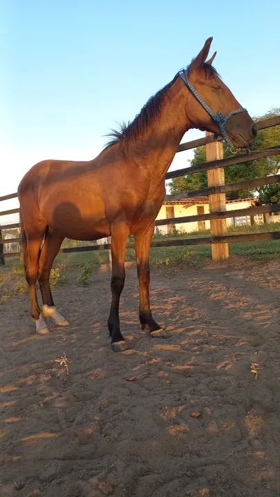 Vende filho quilômetro  HD