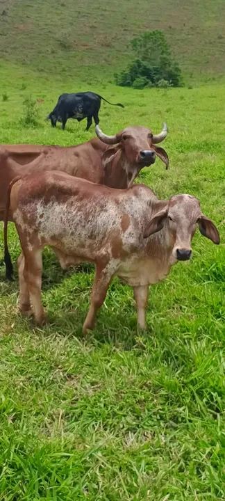 Bezerro de desmama - Foto 5