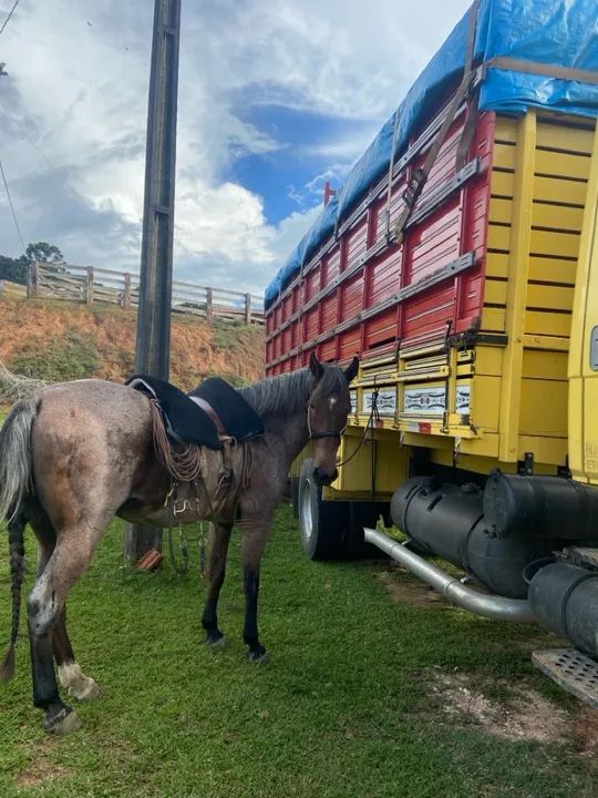 Cavalo crioulo  - Foto 2