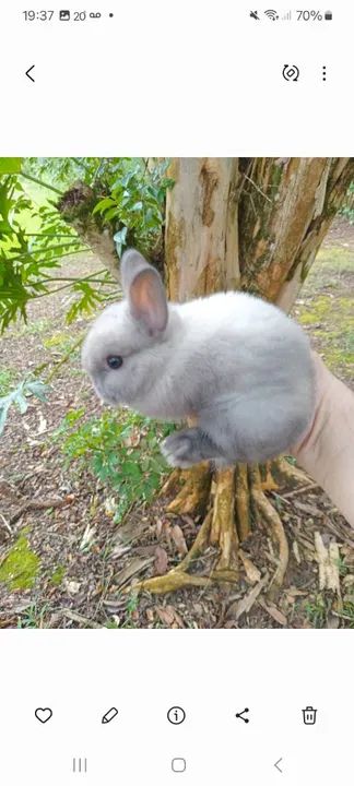 Mini coelho anão de netherland  - Foto 2