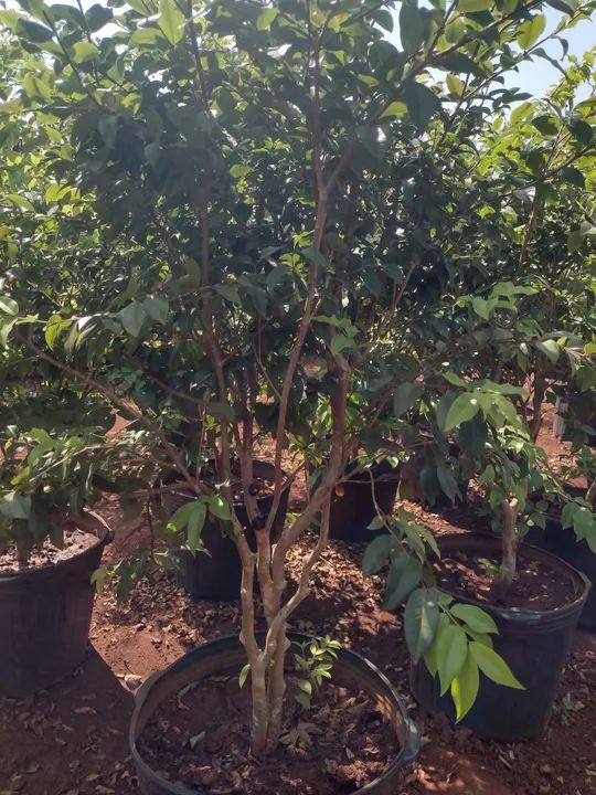 Jabuticaba produzindo  - Foto 3