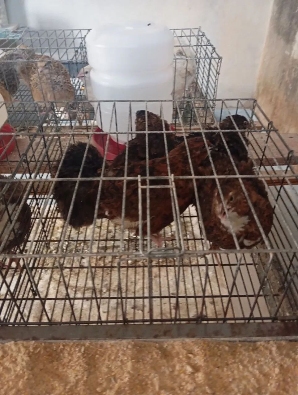 Ovos de codorna gigante galados  - Foto 5