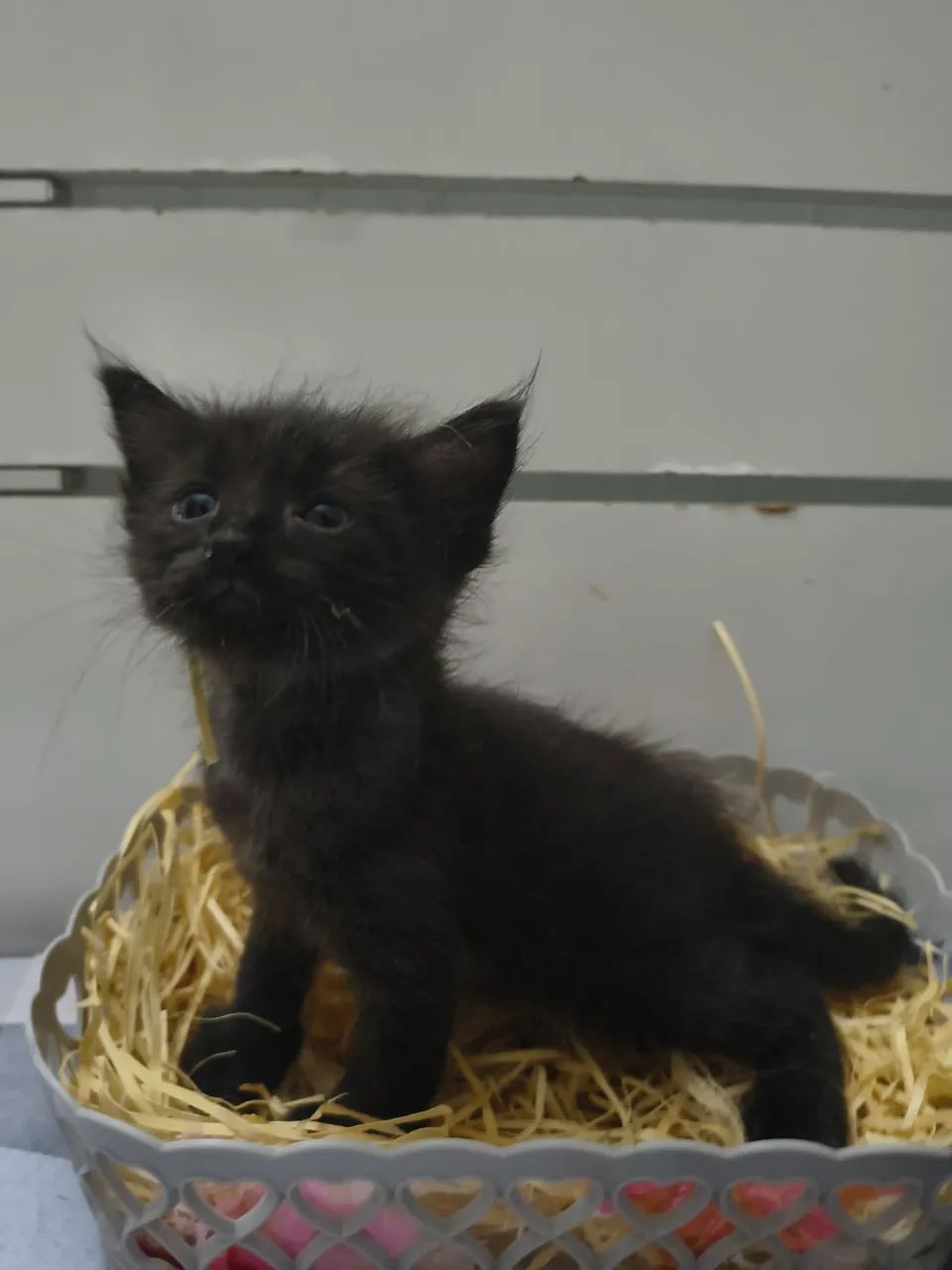 Lindos filhotes de gato para adoção 