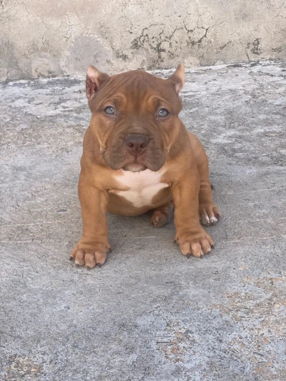 Filhote macho de pit Mosnter  - Foto 3