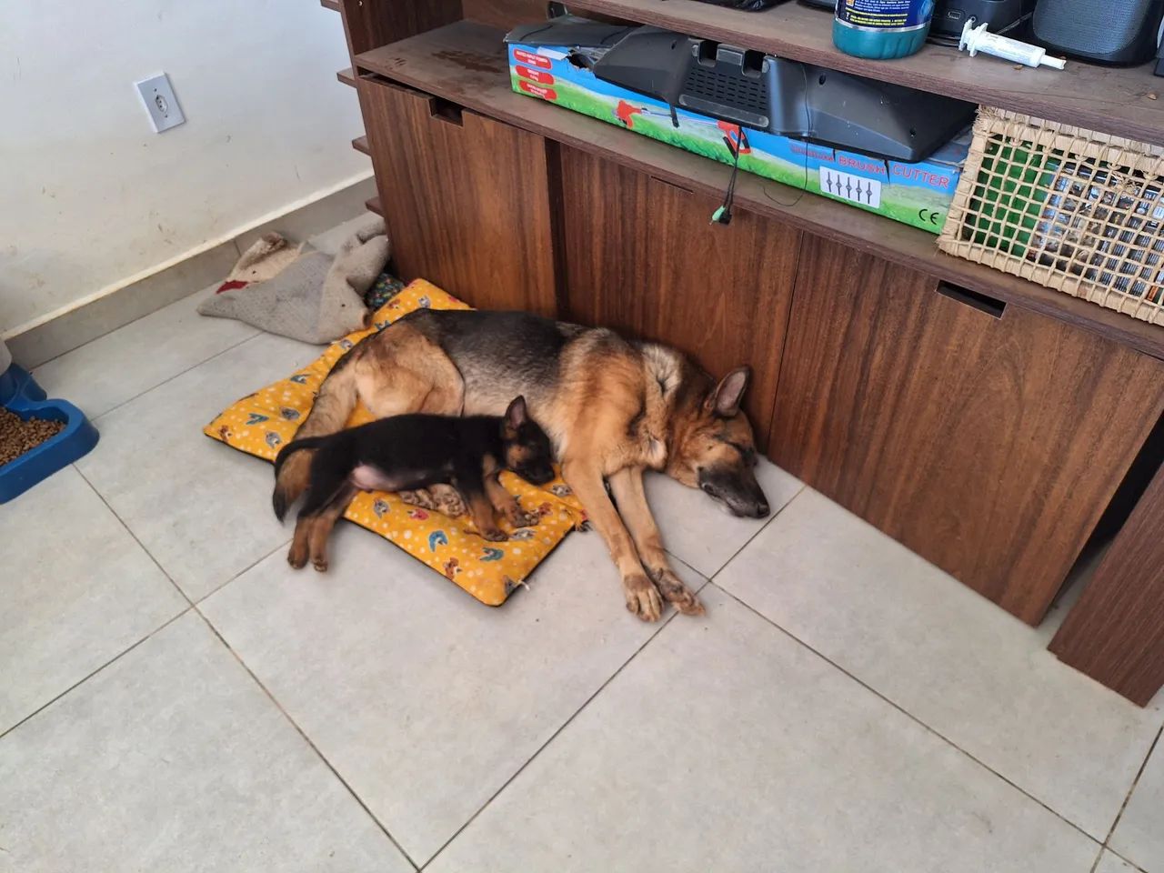 Filhote Pastor Alemão