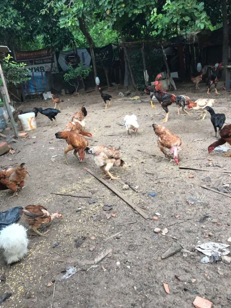 Galinhas caipiras - Foto 2