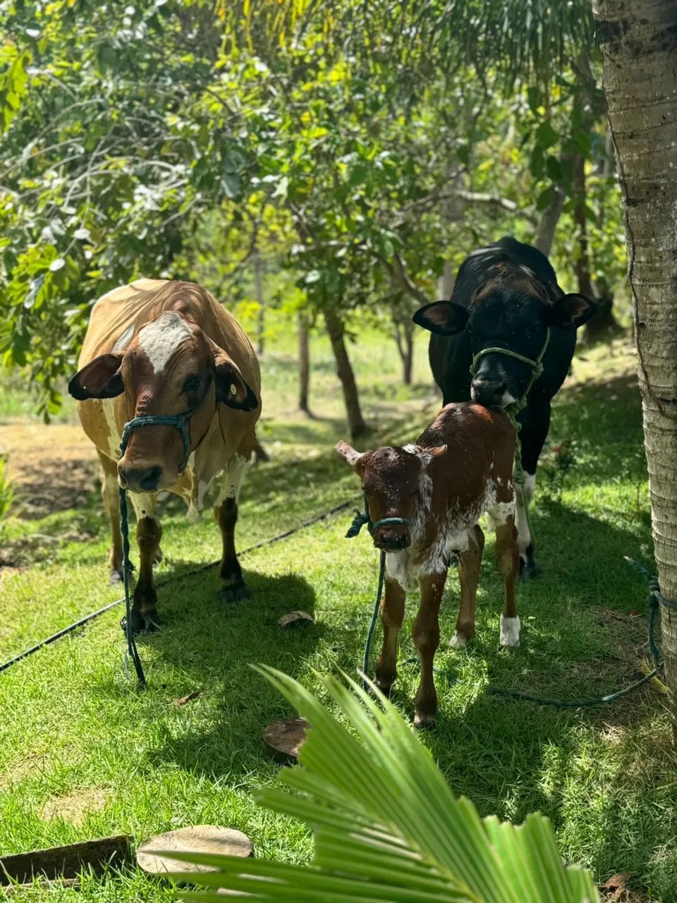 Casa Temporada  - Foto 9