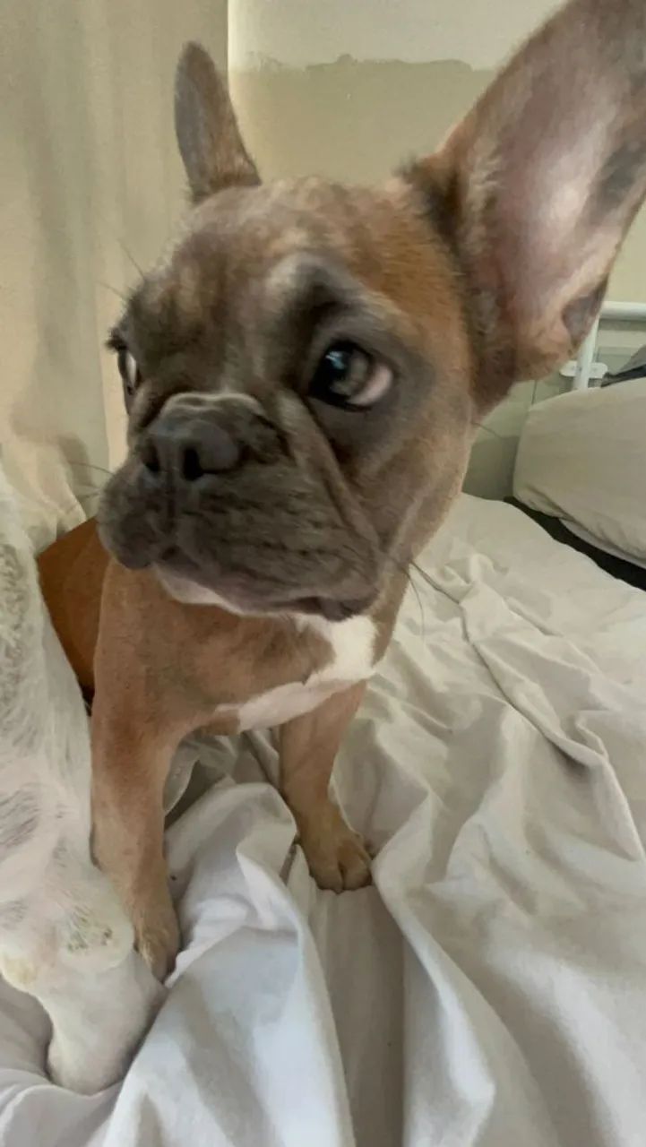 Buldog Frances