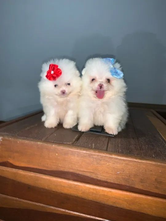 Lulu da pomerania pura e legítima - branca micro  - Foto 2