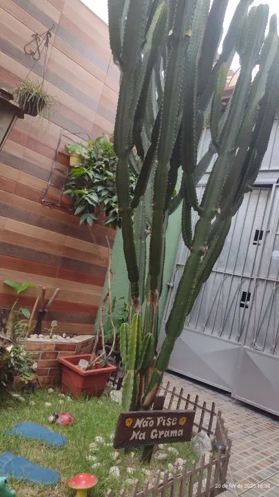 Vendo cactos ( leve 3 pague 2) ora pro nobis  - Foto 4