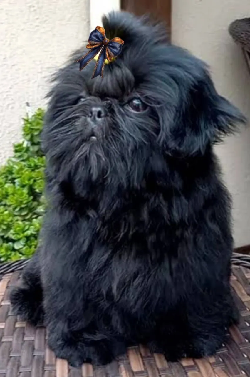 Shih tzu Mini macho