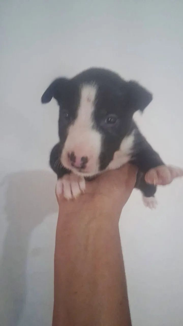 Bull Terrier 100% Raça Pura - Pedigree - Contrato e vacinas - Somos Loja Física