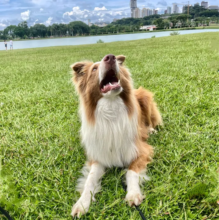 Border Collie lindo e carinhoso para adoção