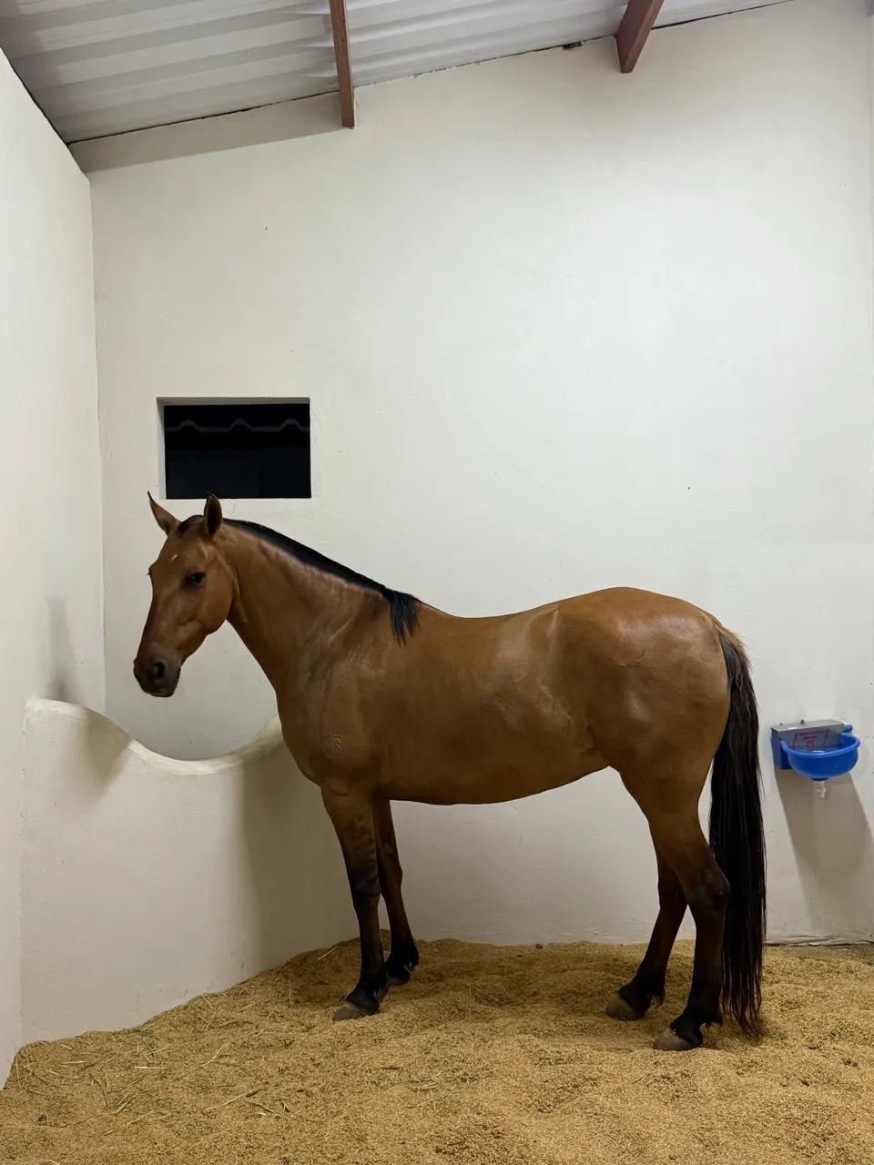 Égua manga larga marchador - Foto 4