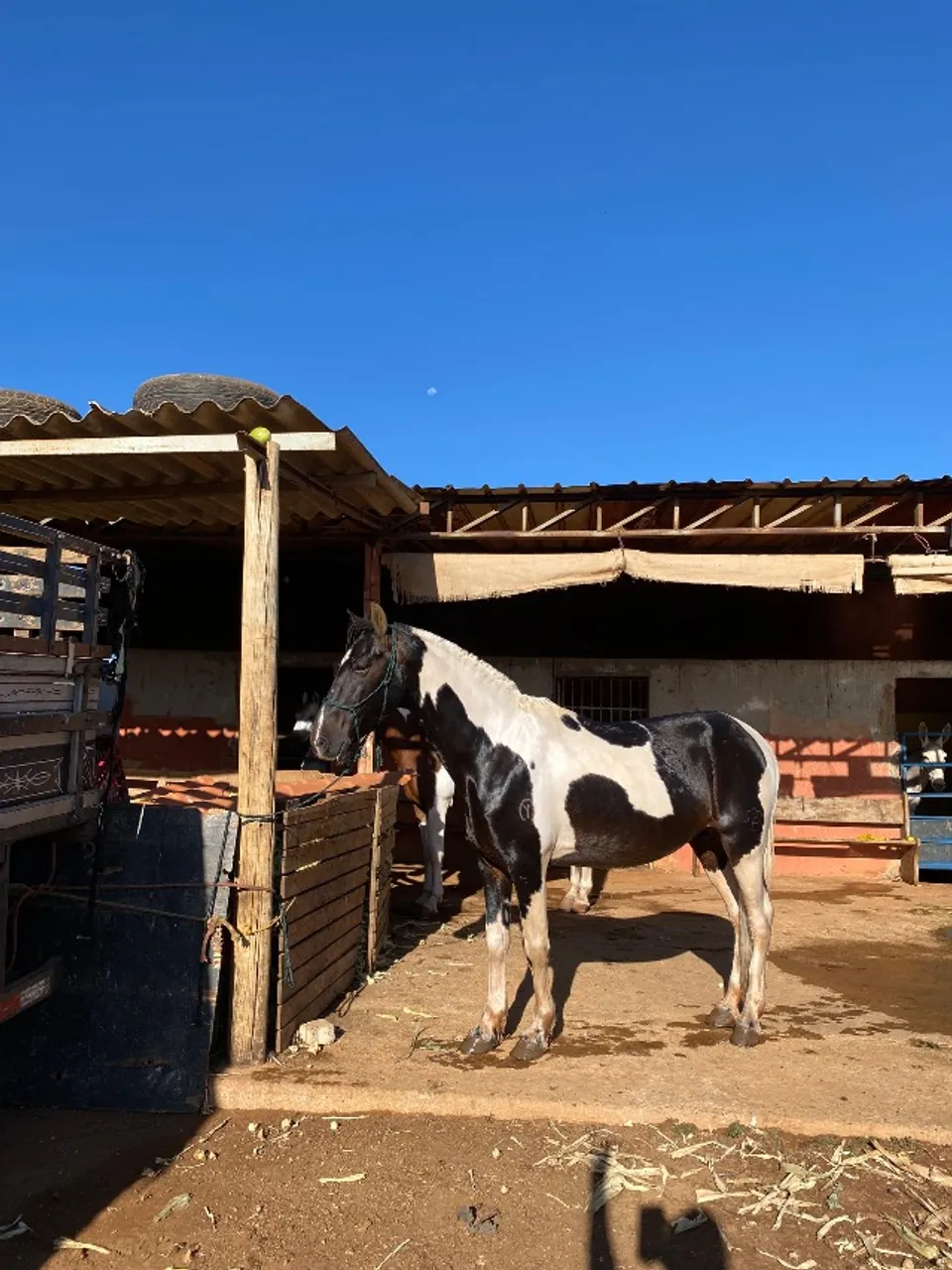 Cobertura de cavalo