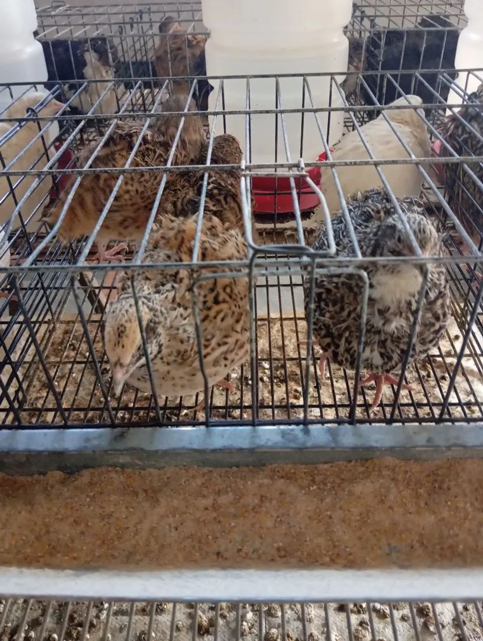 Ovos de codorna gigante galados  - Foto 3