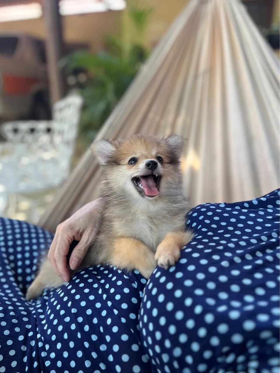FILHOTE FÊMEA SPITZ ALEMÃO ANÃO / LULU DA POMERÂNIA - Foto 3