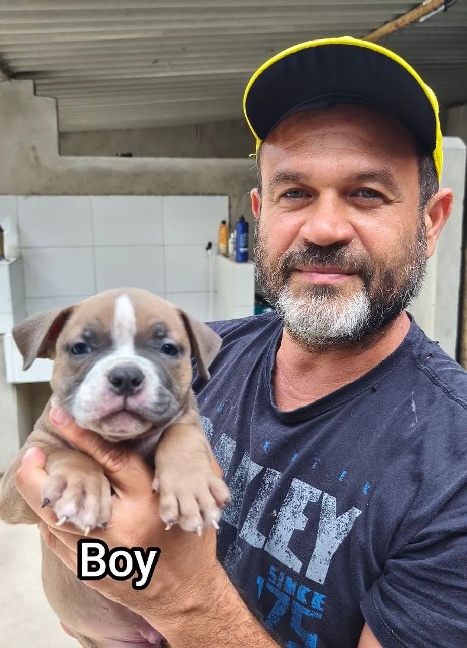 Filhote Macho e fêmea de American Bully - Disponível!