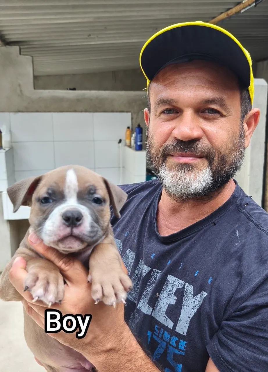Filhote Macho e fêmea de American Bully - Disponível!