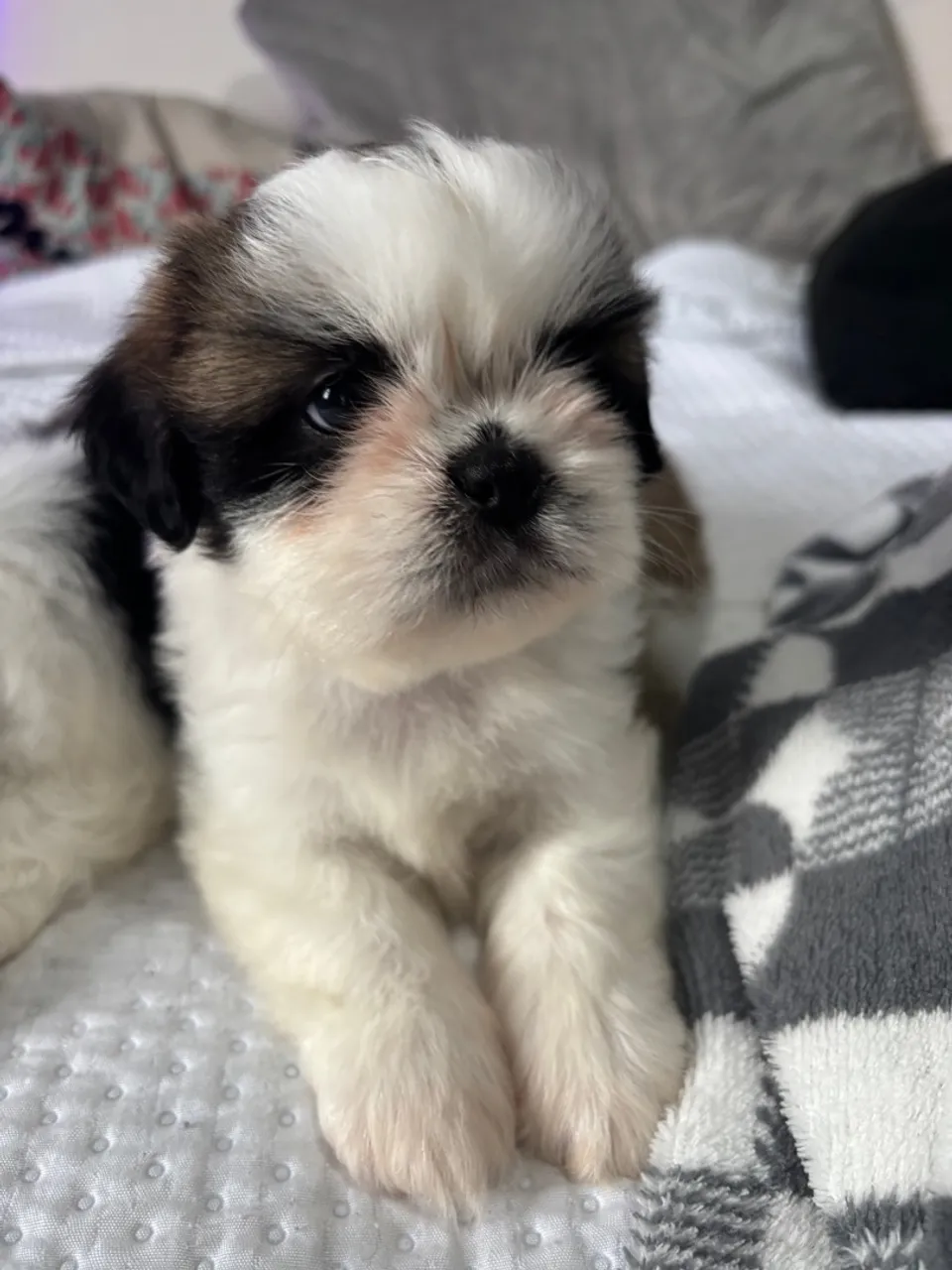 Uma Shih Tzu à venda, uma fêmea linda!!