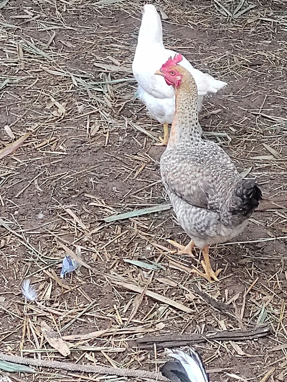 Galos e Galinhas e patos. Angola  - Foto 3