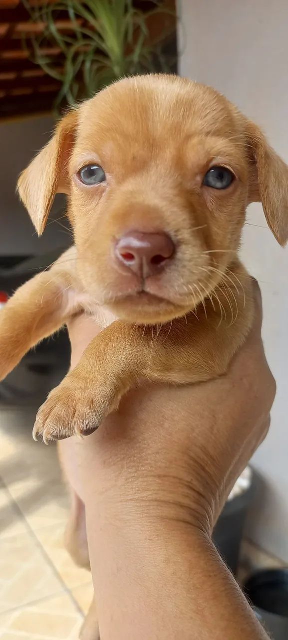 Filhote de cachorro kokoni com bacê