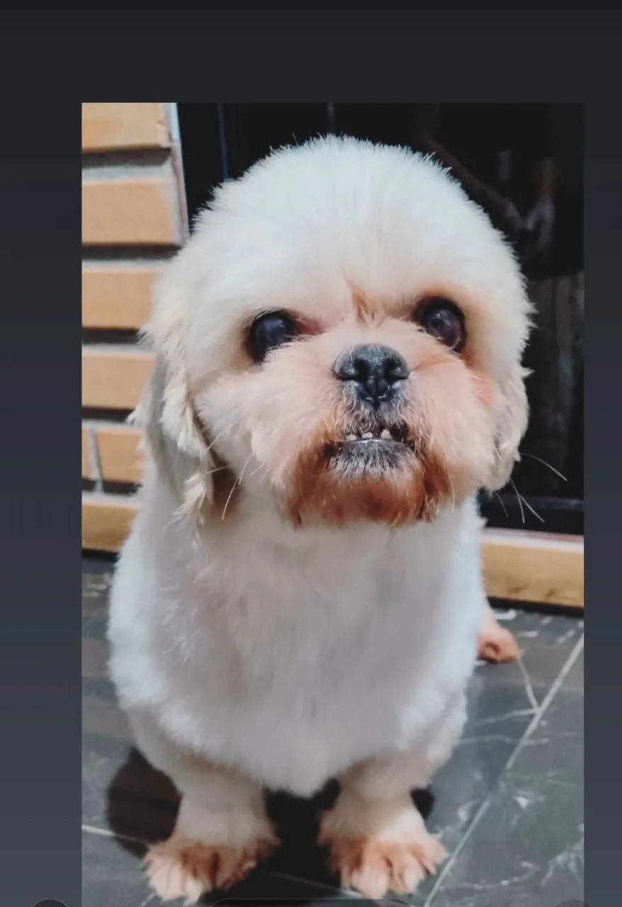 Shih Tzu macho!