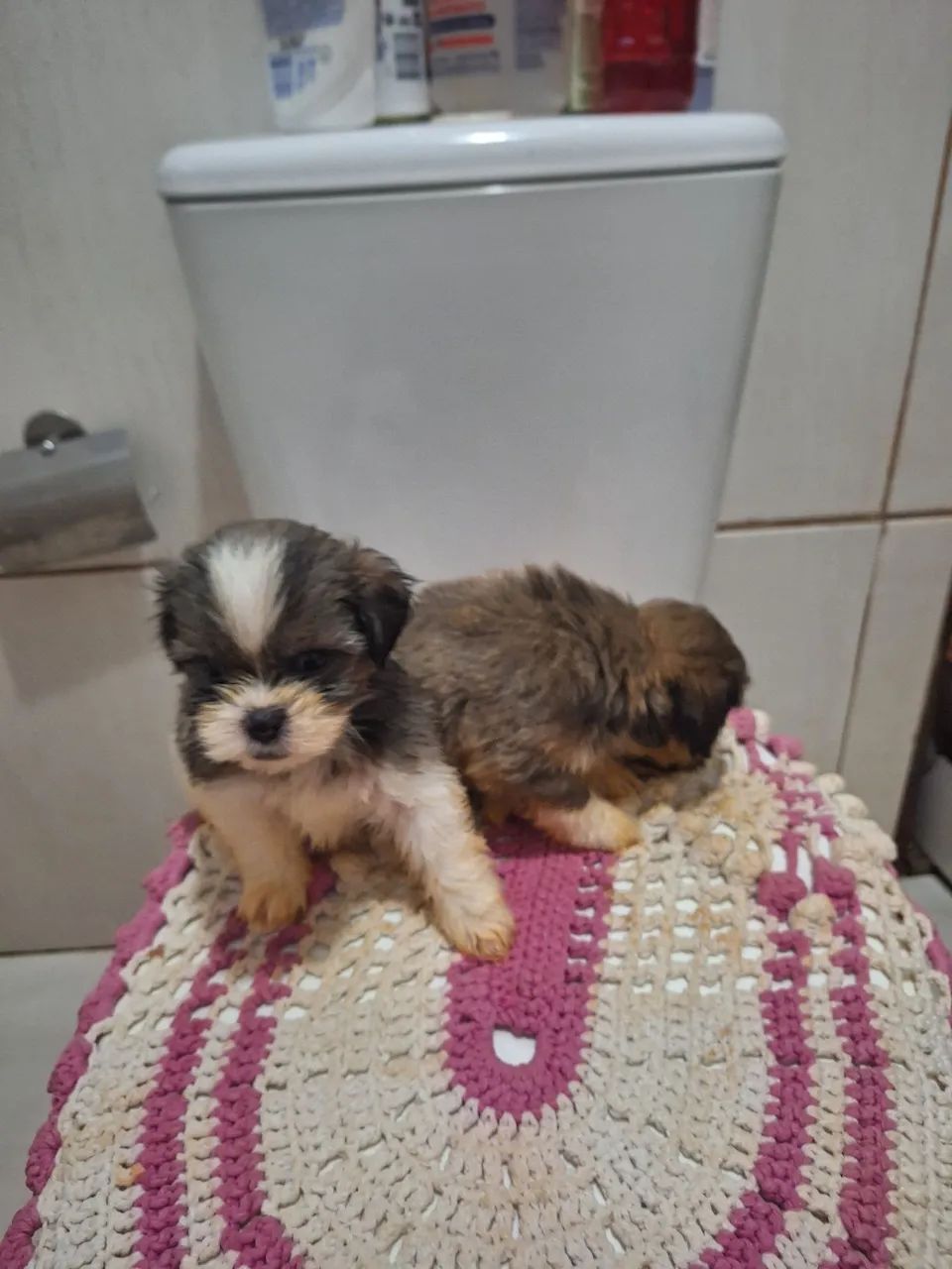 Vendo cachorrinhos  - Foto 2