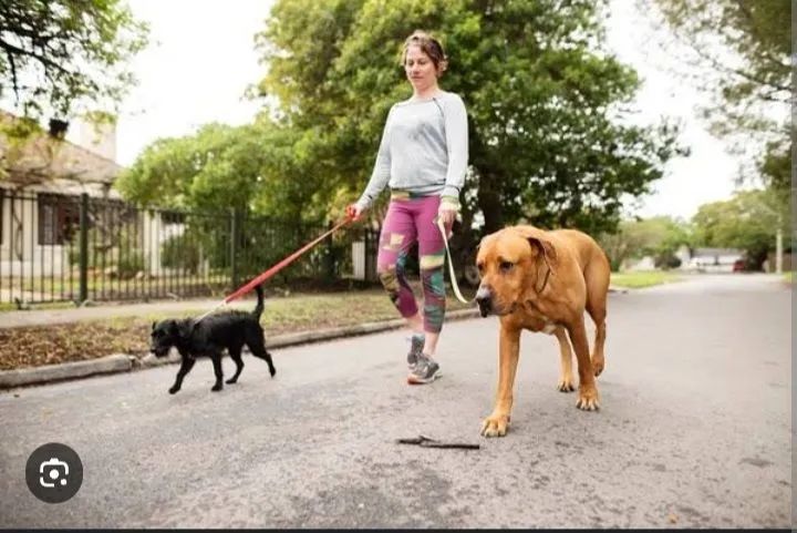Cuidadora de animais.babapet - Foto 2