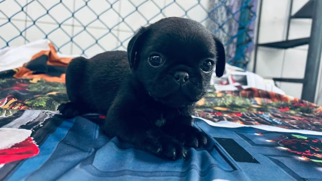 Promoção pug black 
