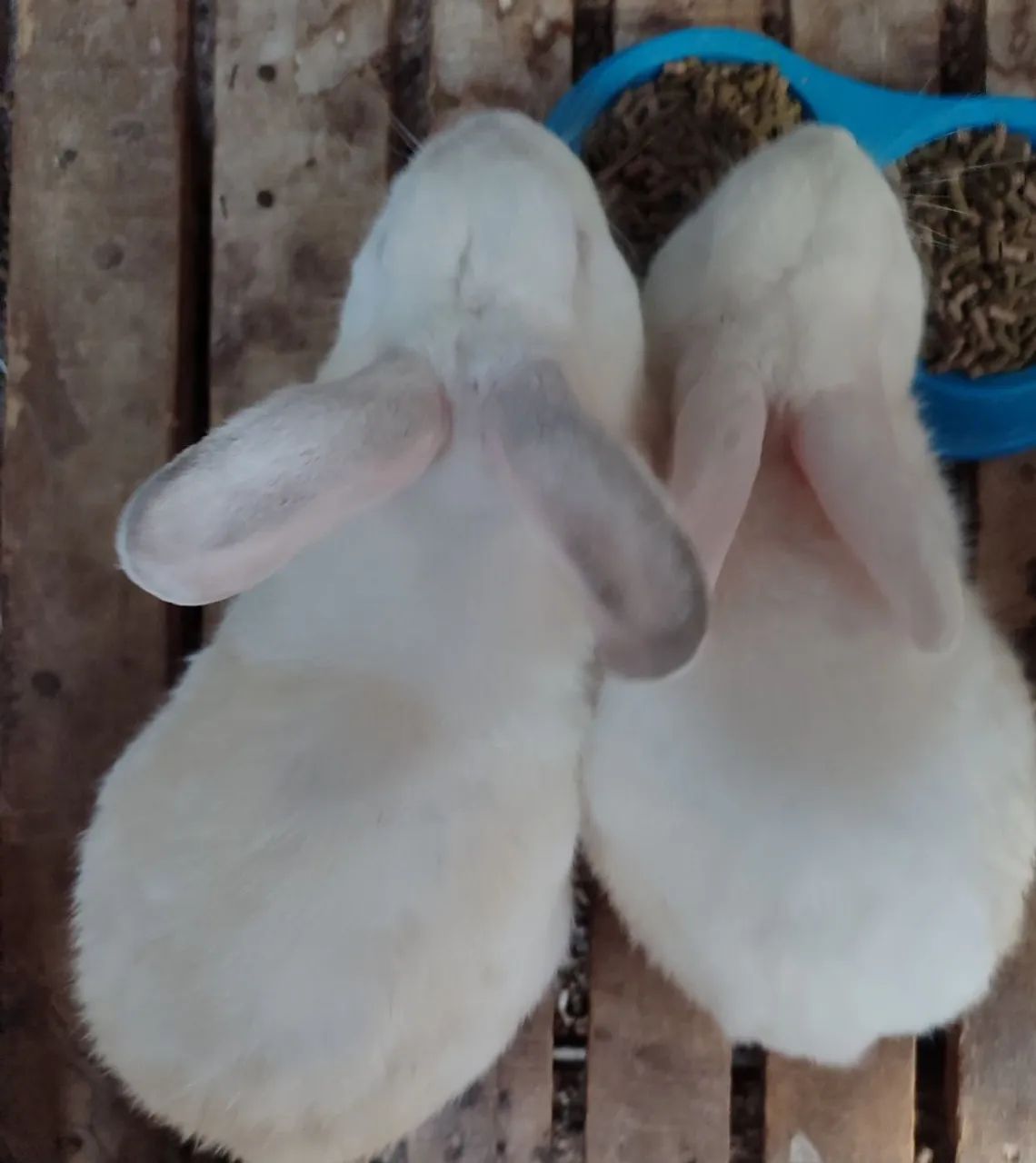 Coelho Branco Albino - Foto 2