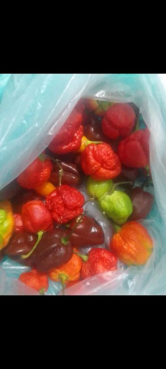 Vendo pimenta Carolina Reaper em conservas  - Foto 5