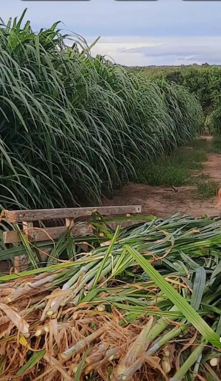 PLANTE BRS CAPIAÇU AGORA E SORRIA NO VERAO - Foto 2