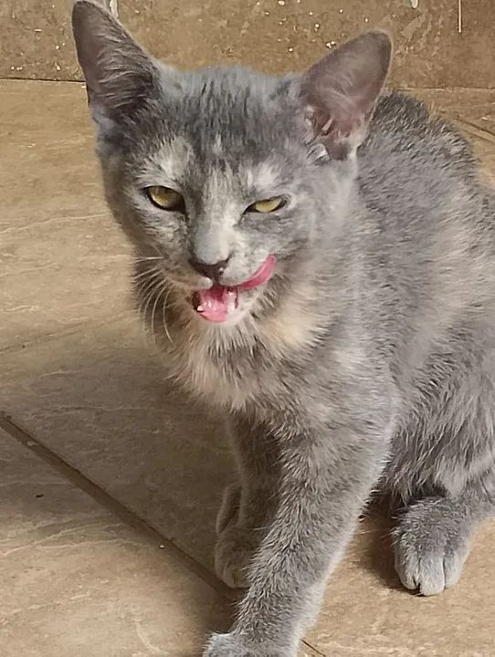 Gatinha cinza e branco disponível para adoção - Foto 2