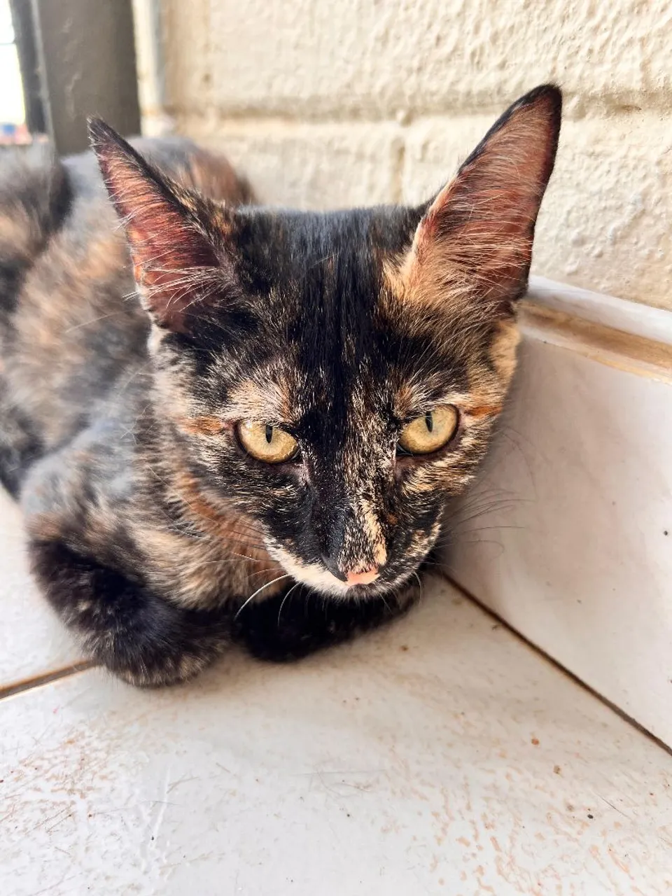 Gatinha Tortie para Adoção Responsável