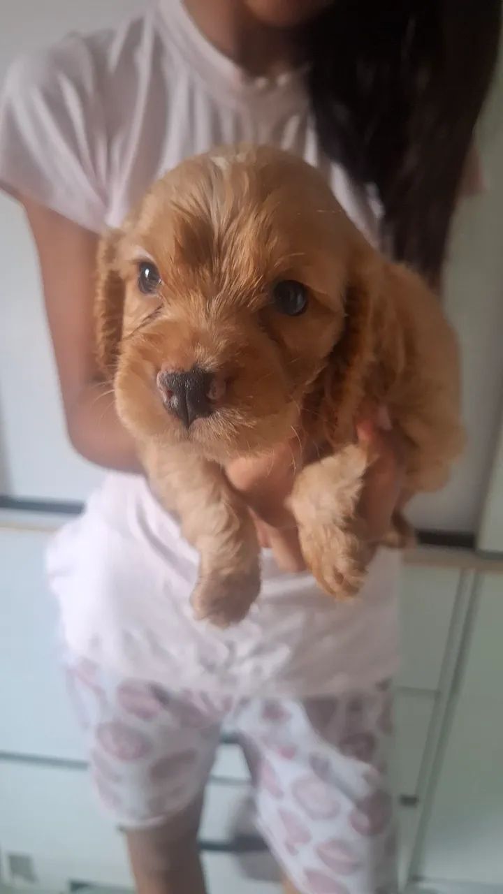 Cocker Spaniel - Foto 4