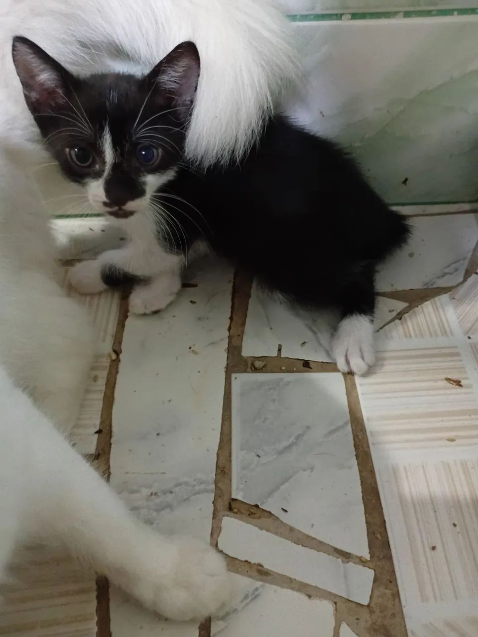 Três gatos machos disponíveis pra adoção são Três gatos machos  - Foto 3